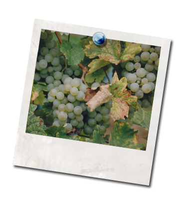 Weinberg